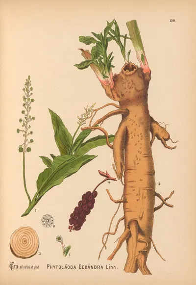 Medicinal Plants Pl.035 by Charles Frederick Millspaugh, 1892 — digital art print download
