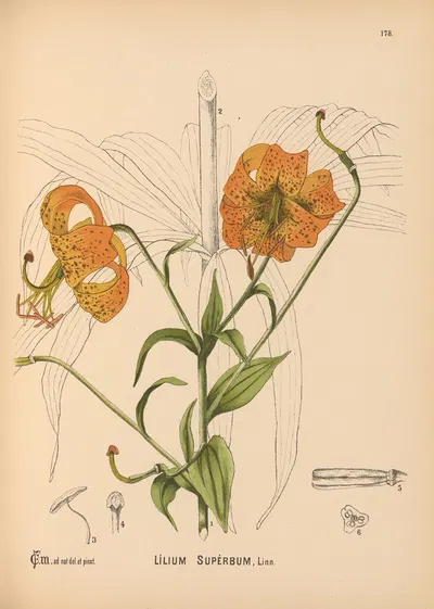 Medicinal Plants Pl.078 by Charles Frederick Millspaugh, 1892 — digital art print download