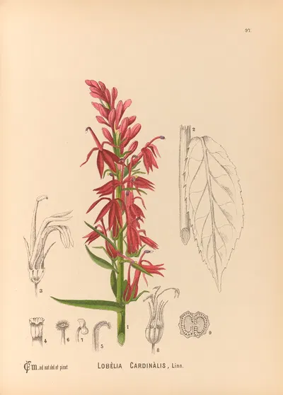 Medicinal Plants Pl.091 by Charles Frederick Millspaugh, 1892 — digital art print download