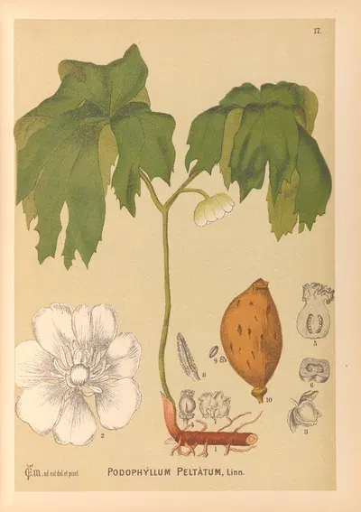 Medicinal Plants Pl.110 by Charles Frederick Millspaugh, 1892 — digital art print download