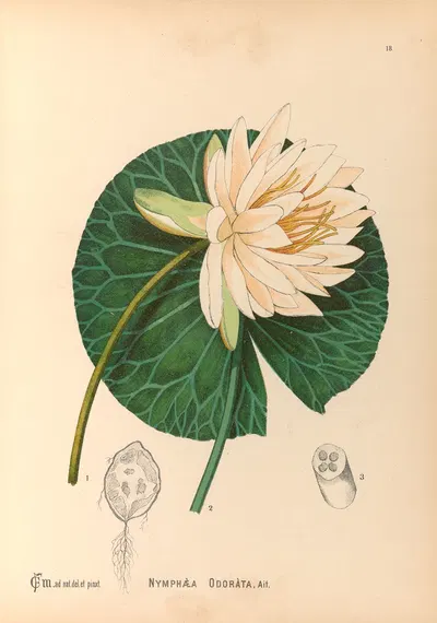Medicinal Plants Pl.111 by Charles Frederick Millspaugh, 1892 — digital art print download