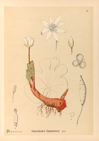 Medicinal Plants Pl.115 by Charles Frederick Millspaugh, 1892 — digital art print download
