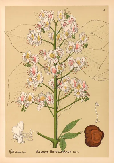 Medicinal Plants Pl.136 by Charles Frederick Millspaugh, 1892 — digital art print download