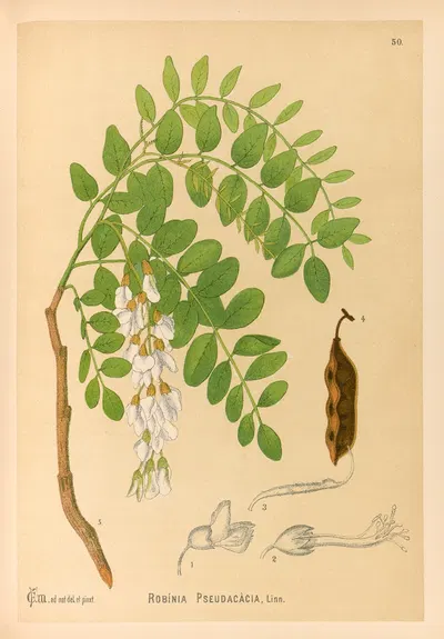 Medicinal Plants Pl.143 by Charles Frederick Millspaugh, 1892 — digital art print download