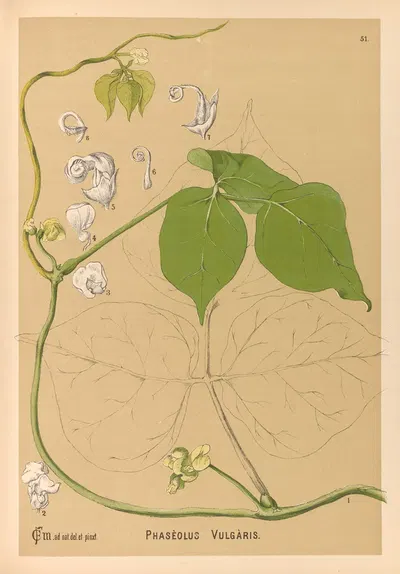 Medicinal Plants Pl.144 by Charles Frederick Millspaugh, 1892 — digital art print download