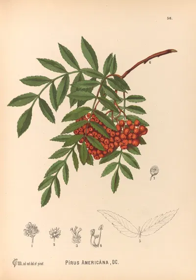 Medicinal Plants Pl.149 by Charles Frederick Millspaugh, 1892 — digital art print download