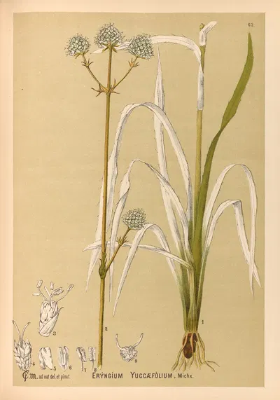 Medicinal Plants Pl.155 by Charles Frederick Millspaugh, 1892 — digital art print download