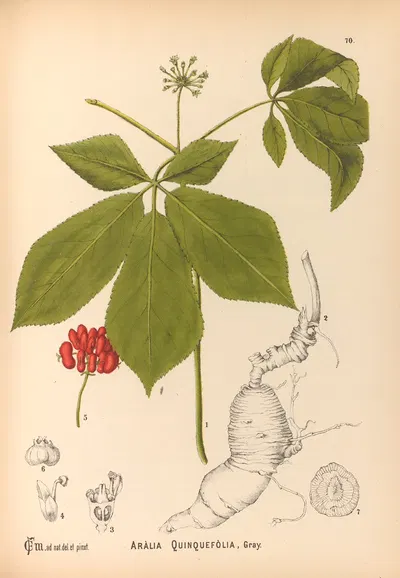 Medicinal Plants Pl.163 by Charles Frederick Millspaugh, 1892 — digital art print download