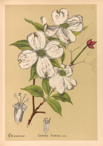Medicinal Plants Pl.164 by Charles Frederick Millspaugh, 1892 — digital art print download