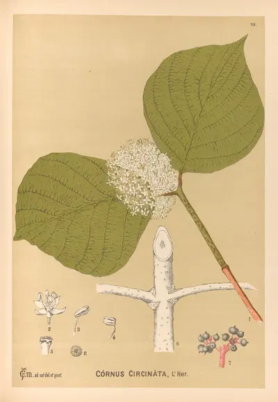 Medicinal Plants Pl.165 by Charles Frederick Millspaugh, 1892 — digital art print download