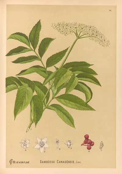 Medicinal Plants Pl.168 by Charles Frederick Millspaugh, 1892 — digital art print download