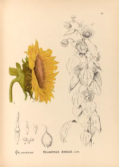 Medicinal Plants Pl.176 by Charles Frederick Millspaugh, 1892 — digital art print download
