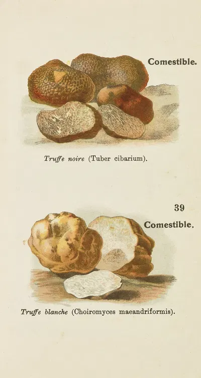 Petit atlas des champignons Pl.1 by Delachaux & Niestlé, 1900 — digital art print download