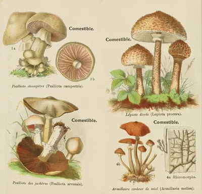 Petit atlas des champignons Pl.10 by Delachaux & Niestlé, 1900 — digital art print download