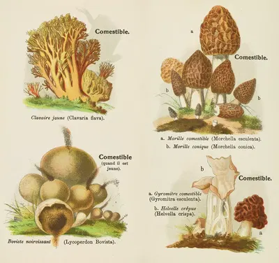 Petit atlas des champignons Pl.2 by Delachaux & Niestlé, 1900 — digital art print download