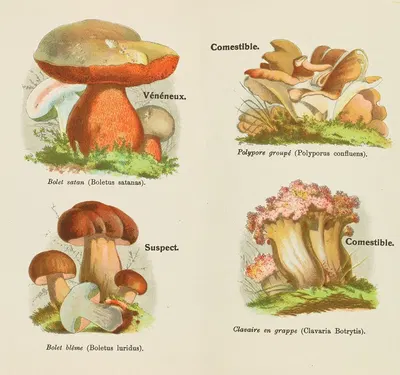Petit atlas des champignons Pl.3 by Delachaux & Niestlé, 1900 — digital art print download