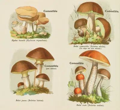 Petit atlas des champignons Pl.4 by Delachaux & Niestlé, 1900 — digital art print download
