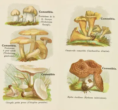 Petit atlas des champignons Pl.5 by Delachaux & Niestlé, 1900 — digital art print download