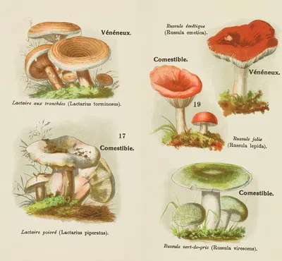 Petit atlas des champignons Pl.6 by Delachaux & Niestlé, 1900 — digital art print download