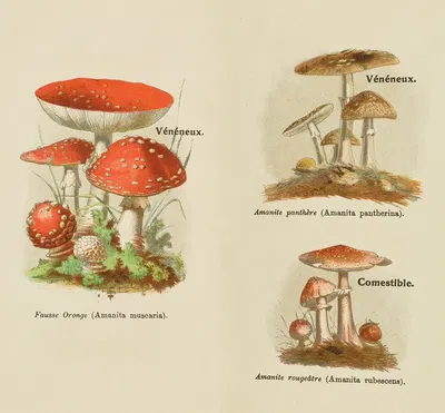 Petit atlas des champignons Pl.8 by Delachaux & Niestlé, 1900 — digital art print download