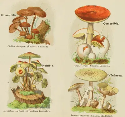 Petit atlas des champignons Pl.9 by Delachaux & Niestlé, 1900 — digital art print download