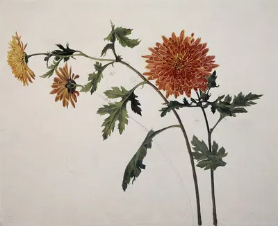 Chrysanthemums by Франц Теобальд Хорни — digital art print download