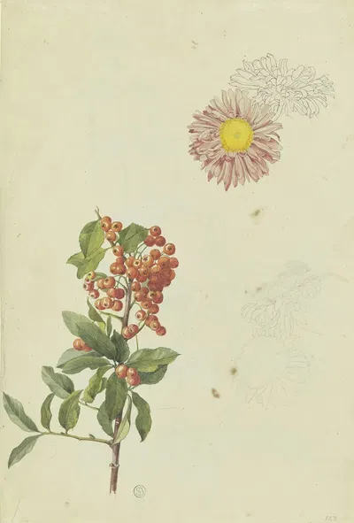 Firethorn and Chrysanthemum by Франц Теобальд Хорни, 1817 — digital art print download