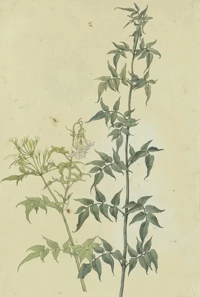 Zwei Jasminzweige by Франц Теобальд Хорни, 1817 — digital art print download