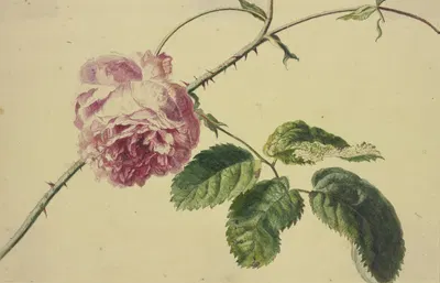 A rose by Ян ван Хёйсум — digital art print download