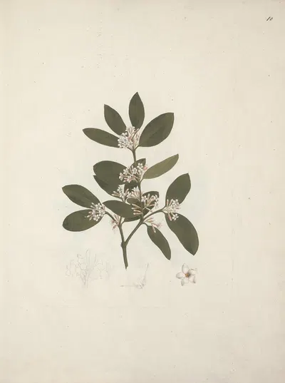 Acokanthera schimperi (DC) Schweinfurth by Luigi Balugani — digital art print download