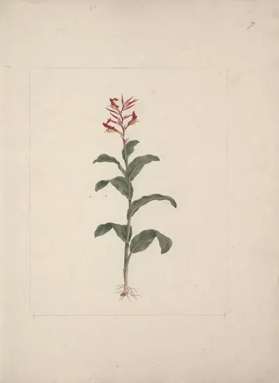 Canna bidentata Bertol. by Luigi Balugani — digital art print download