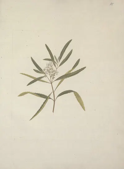 Nuxia oppositifolia (Hochst.) Benth by Luigi Balugani — digital art print download