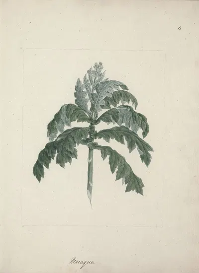 Senecio gigas Vatke by Luigi Balugani — digital art print download