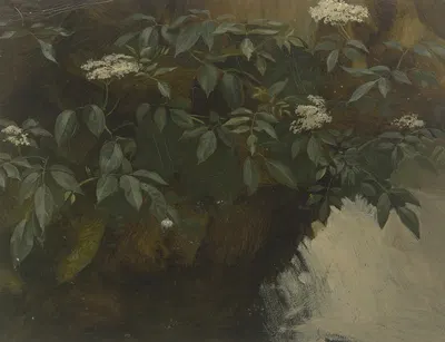 Flowering elderberry by Филипп Румпф — digital art print download