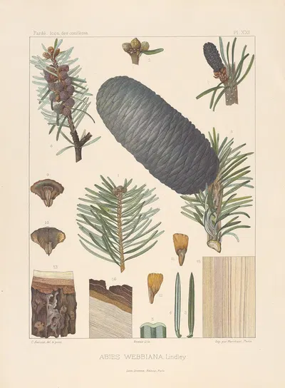 Iconographie des conifères Pl.01 by Léon Gabriel Charles Pardé, 1912-1914 — digital art print download