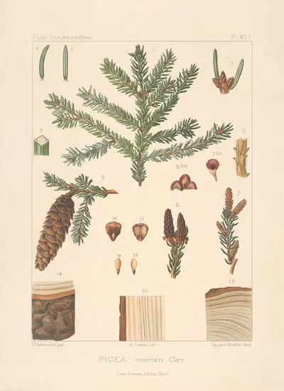 Iconographie des conifères Pl.03 by Léon Gabriel Charles Pardé, 1912-1914 — digital art print download