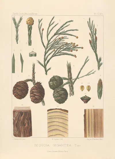 Iconographie des conifères Pl.04 by Léon Gabriel Charles Pardé, 1912-1914 — digital art print download