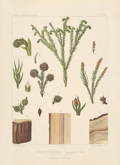Iconographie des conifères Pl.05 by Léon Gabriel Charles Pardé, 1912-1914 — digital art print download