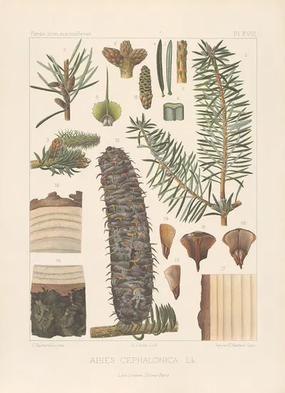 Iconographie des conifères Pl.07 by Léon Gabriel Charles Pardé, 1912-1914 — digital art print download
