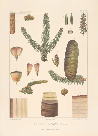 Iconographie des conifères Pl.08 by Léon Gabriel Charles Pardé, 1912-1914 — digital art print download