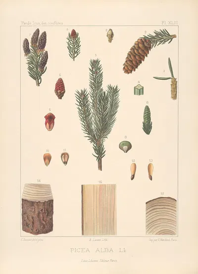 Iconographie des conifères Pl.09 by Léon Gabriel Charles Pardé, 1912-1914 — digital art print download