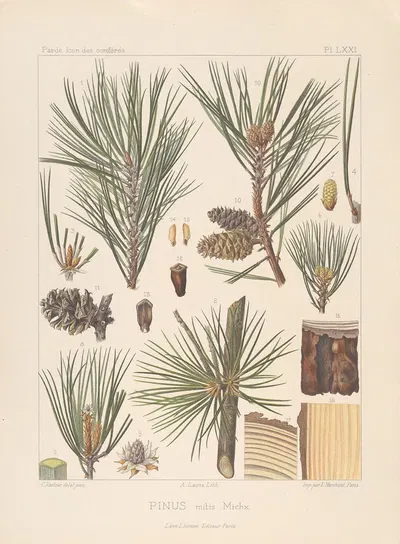 Iconographie des conifères Pl.10 by Léon Gabriel Charles Pardé, 1912-1914 — digital art print download