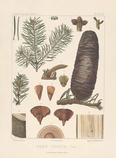 Iconographie des conifères Pl.11 by Léon Gabriel Charles Pardé, 1912-1914 — digital art print download