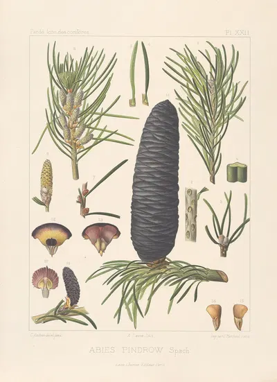 Iconographie des conifères Pl.12 by Léon Gabriel Charles Pardé, 1912-1914 — digital art print download