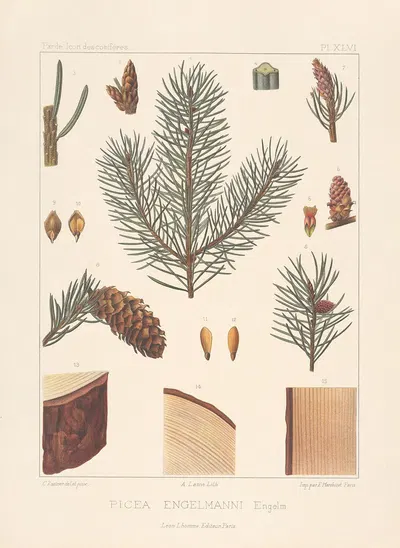 Iconographie des conifères Pl.13 by Léon Gabriel Charles Pardé, 1912-1914 — digital art print download