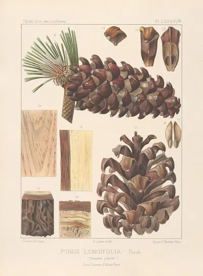 Iconographie des conifères Pl.15 by Léon Gabriel Charles Pardé, 1912-1914 — digital art print download