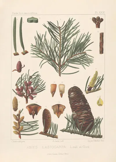 Iconographie des conifères Pl.18 by Léon Gabriel Charles Pardé, 1912-1914 — digital art print download