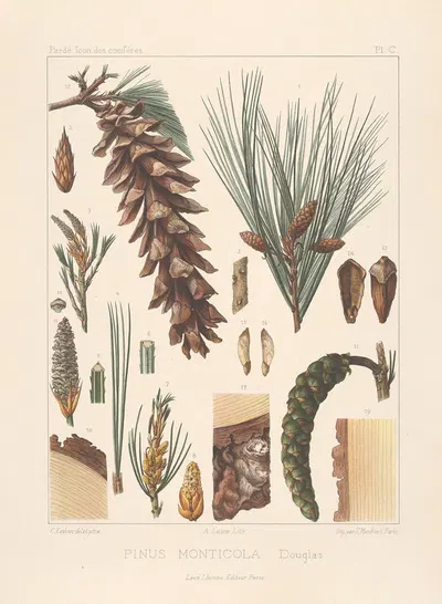 Iconographie des conifères Pl.20 by Léon Gabriel Charles Pardé, 1912-1914 — digital art print download