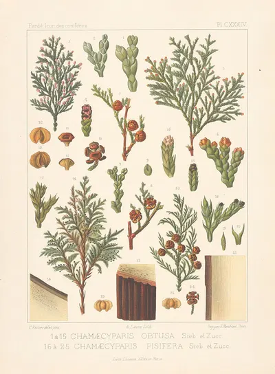 Iconographie des conifères Pl.21 by Léon Gabriel Charles Pardé, 1912-1914 — digital art print download