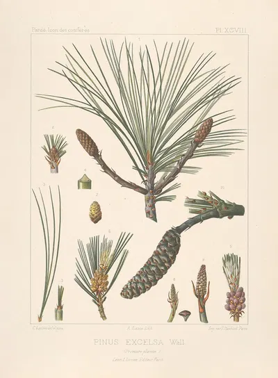 Iconographie des conifères Pl.25 by Léon Gabriel Charles Pardé, 1912-1914 — digital art print download